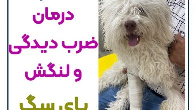 درمان ضرب دیدگی پای سگ + راه های درمان لنگش سگ 🐾 27 درمان ضرب دیدگی و لنگش پای سگ